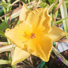 Carica l'immagine nel visualizzatore di Gallery, Hemerocallis "Orange Nassau"
