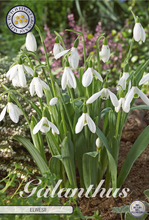 Carica l'immagine nel visualizzatore di Gallery, Galanthus Elwesii
