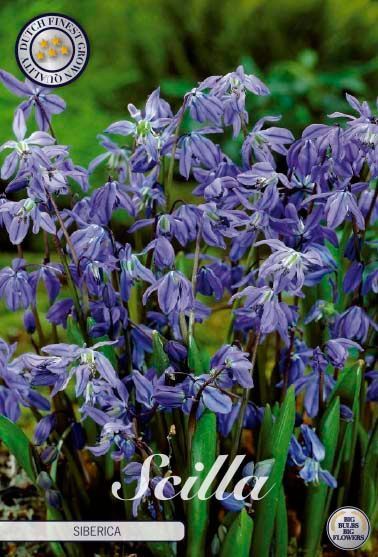 Scilla Siberica in bulbi