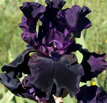 Carica l&#39;immagine nel visualizzatore di Gallery, Iris Barbata Alta &quot;Paint It Black&quot;
