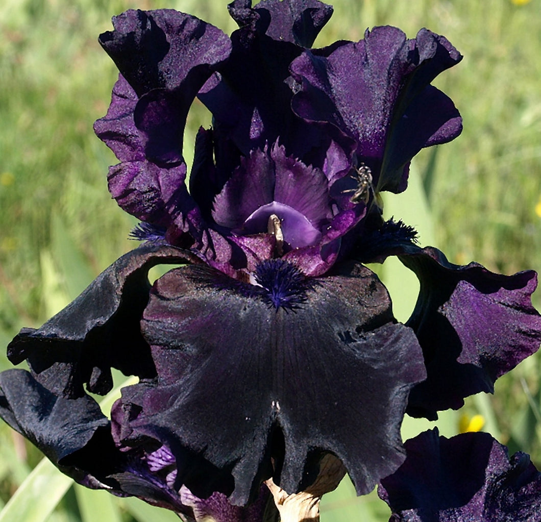 Iris Barbata Alta 