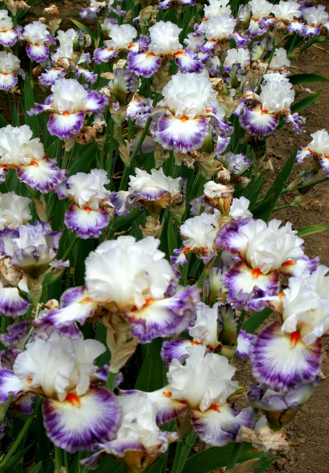 Iris Barbata Alta 