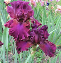 Carica l&#39;immagine nel visualizzatore di Gallery, Iris Barbata Alta &quot;Palace Symphonie&quot;
