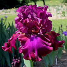 Carica l&#39;immagine nel visualizzatore di Gallery, Iris Barbata Alta &quot;Palace Symphonie&quot;
