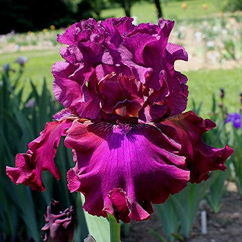Iris Barbata Alta 