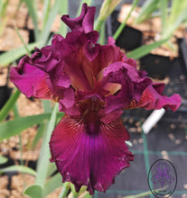Carica l'immagine nel visualizzatore di Gallery, Iris Barbata Alta "Palace Symphony"
