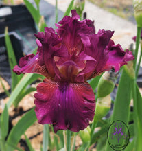 Carica l'immagine nel visualizzatore di Gallery, Iris Barbata Alta "Palace Symphony"
