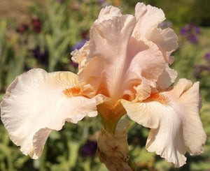 Iris Barbata Alta "Pink Champagne"