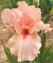 Carica l&#39;immagine nel visualizzatore di Gallery, Iris Barbata Alta &quot;Pink Champagne&quot;
