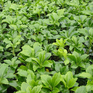 Pachysandra Terminalis "Green Sheen"