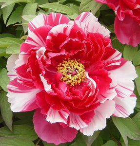 Paeonia Suffruticosa "Shimanishiki"