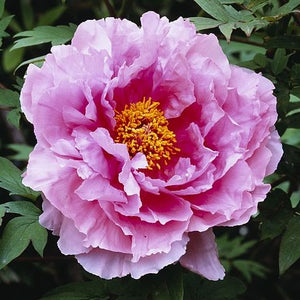 Paeonia Suffruticosa "Yin Hong Qiao Dui"