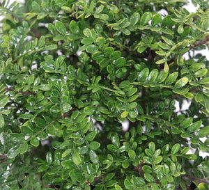 Zanthoxylum Piperitum (Pepe del Sichuan)