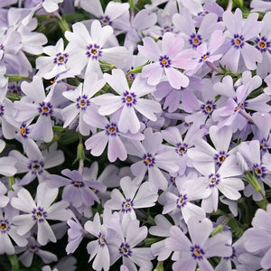 Phlox Subulata "Early Spring"