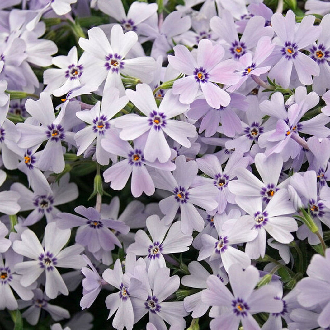 Phlox Subulata 