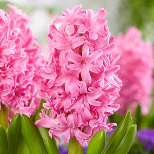 Hyacinthus "Pink Pearl"