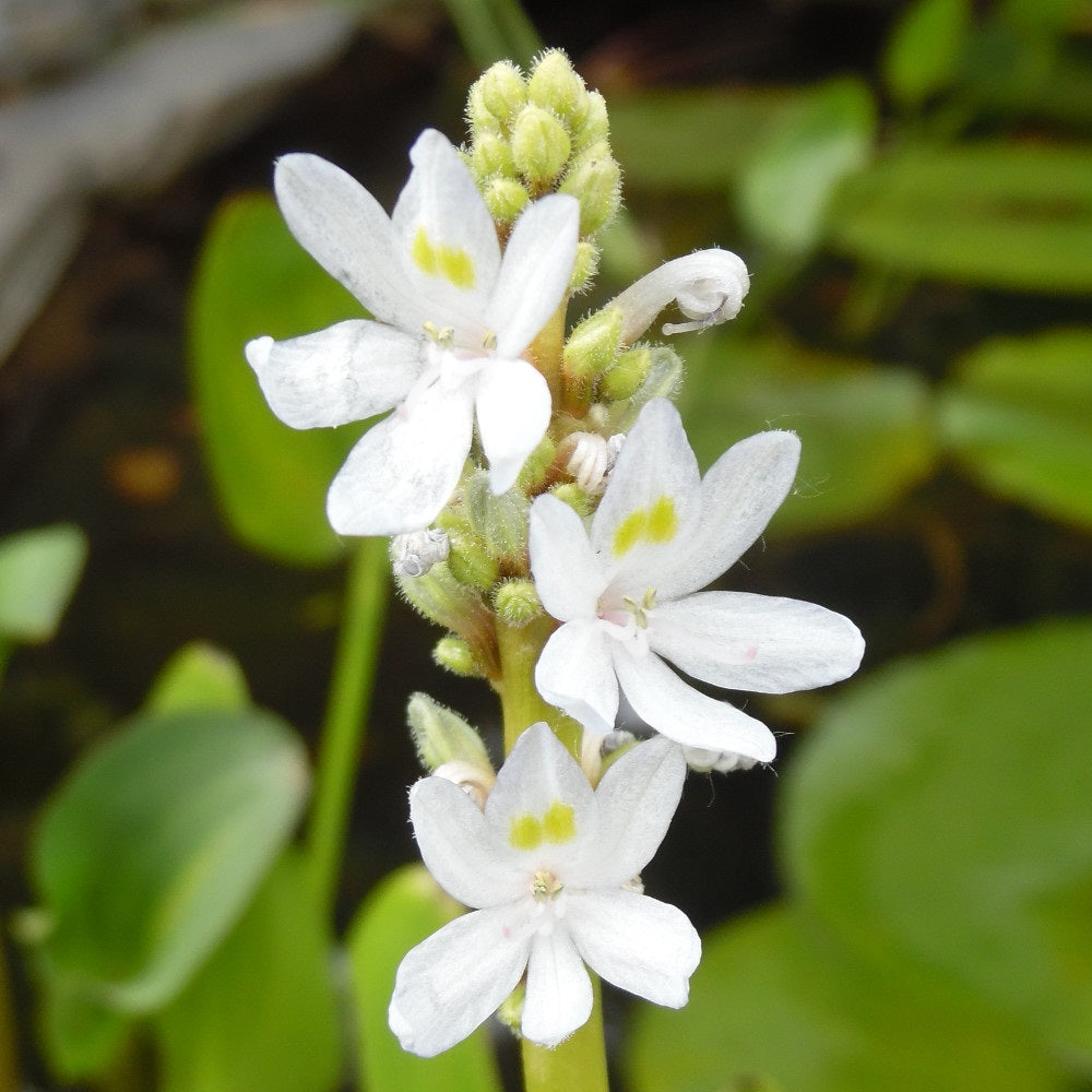 Pontederia Cordata Alba