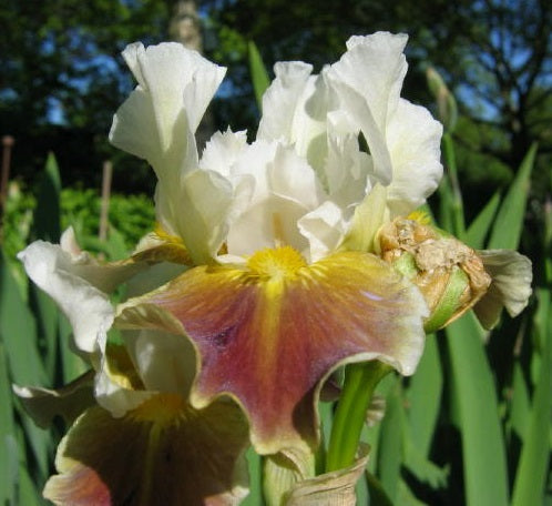 Iris Barbata Intermedia 