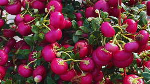 Gaultheria Mucronata (vari colori)