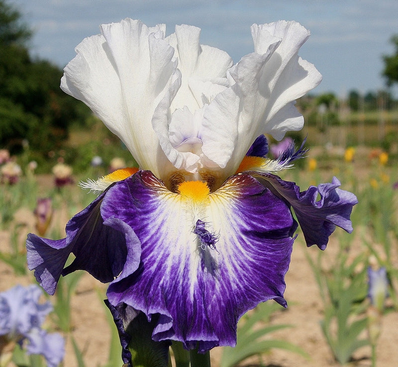 Iris Barbata Alta 