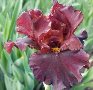 Iris Barbata Alta "Raptor Red"