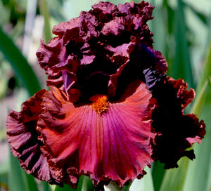 Iris Barbata Alta "Ready For My Close Up"