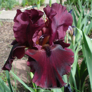 Iris Barbata Alta "Rio Rojo"