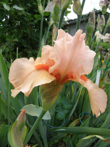 Iris Barbata Alta "Rose de la Vallee"