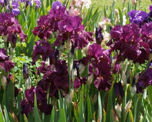 Carica l&#39;immagine nel visualizzatore di Gallery, Iris Barbata Alta &quot;Ruby Morn&quot;
