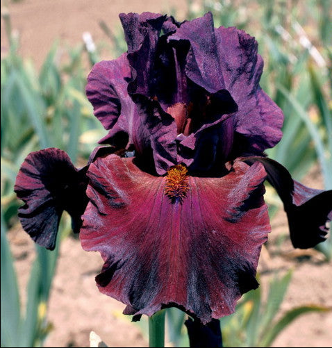 Iris Barbata Alta 