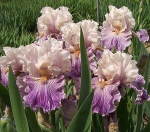 Iris Barbata Alta "Reckless in Denim"