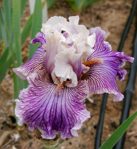 Iris Barbata Alta 