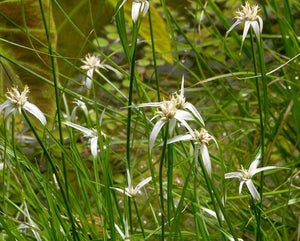 Rhynchospora Odorata