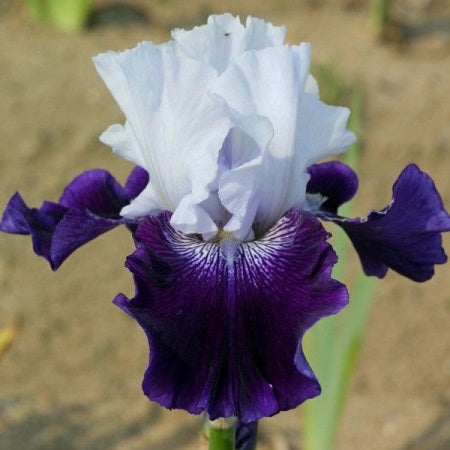 Iris Barbata Alta 
