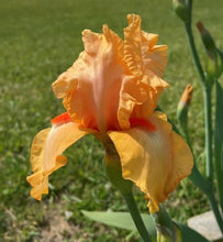 Carica l&#39;immagine nel visualizzatore di Gallery, Iris Barbata Alta &quot;Robusto&quot;
