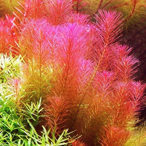 Rotala Wallichii