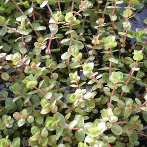 Rotala Indica