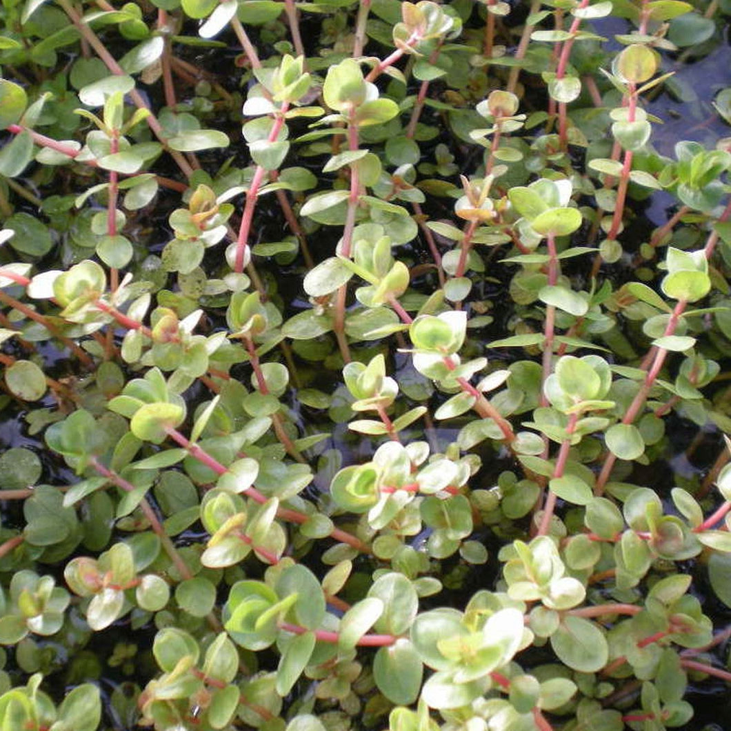 Rotala Indica