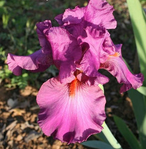 Iris Barbata Alta "Sheer Ecstasy"