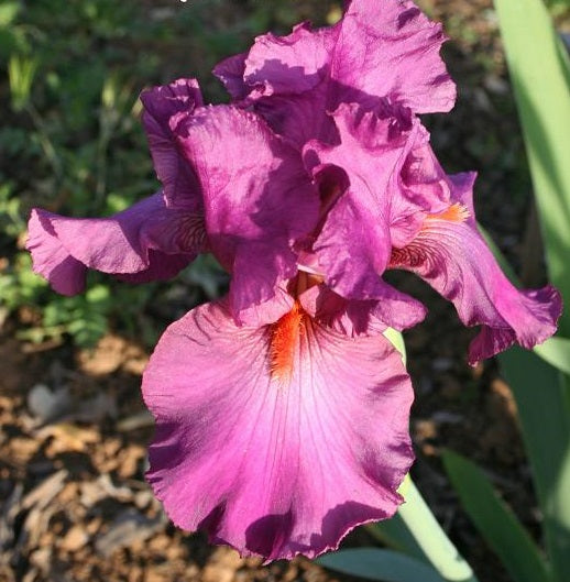 Iris Barbata Alta 