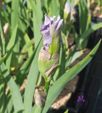 Carica l'immagine nel visualizzatore di Gallery, Iris Barbata Alta "Silverado"
