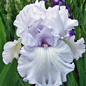 Iris Barbata Alta "Silverado"