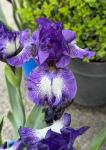 Iris Barbata Intermedia "Starwoman"