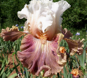 Iris Barbata Alta "Strawberry Sorbet"