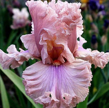 Carica l&#39;immagine nel visualizzatore di Gallery, Iris Barbata Alta &quot;Sweetly Sung&quot;

