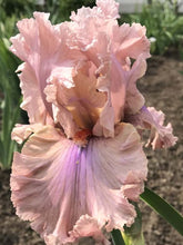 Carica l&#39;immagine nel visualizzatore di Gallery, Iris Barbata Alta &quot;Sweetly Sung&quot;
