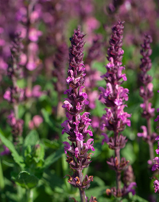Salvia Nemorosa 