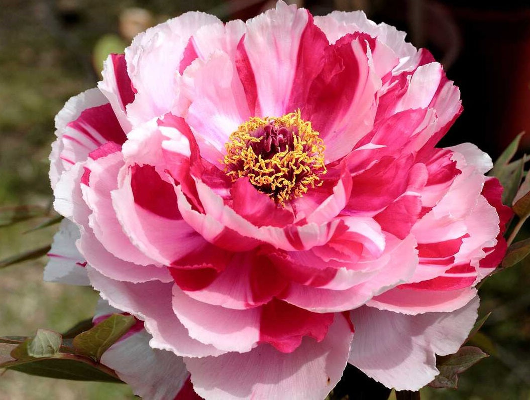 Paeonia Suffruticosa 