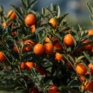 Solanum Pseudocapsicum "Megaball"