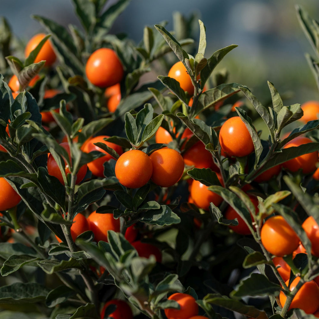 Solanum Pseudocapsicum 